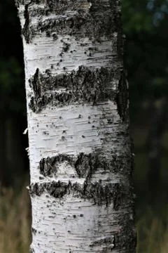 A birch trunk as a close up Stock Photos