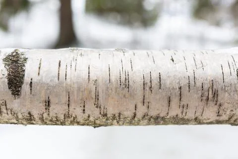 Birch trunk close up Foto stock