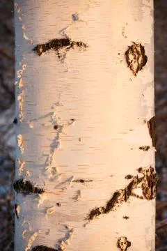 Birch trunk close-up at sunset light Stock Photos