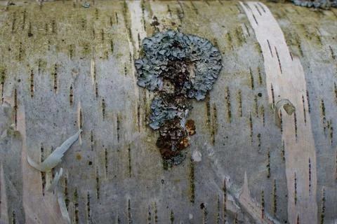 Birch trunk close-up. Trunk with moss. Stock Photos