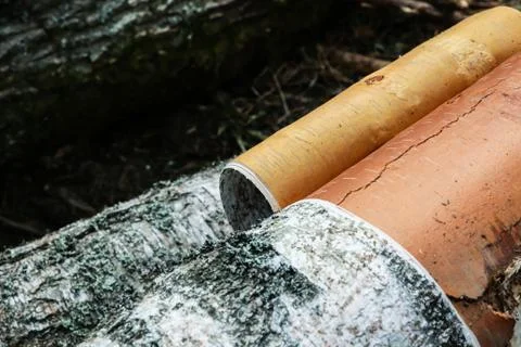 Birch trunk closeup processing of lumber bark removal drying. Birch trunk bar Stock Photos