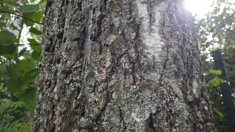 Birch trunk covered with moss and lichens. The old tree bark texture. Green gras Video stock 113692441