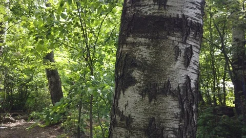 Birch trunk covered with moss and lichens. The old tree bark texture. Green gras Stock Footage 113695030