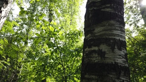 Birch trunk covered with moss and lichens. The old tree bark texture. Green gras Stock Footage 113695264