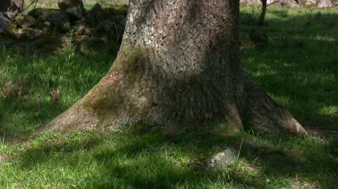 Birch trunk in dancing shadows Video stock 446658