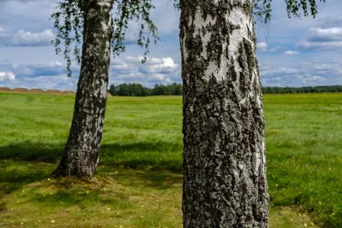 Birch trunk in the field close-up. Stock Photos