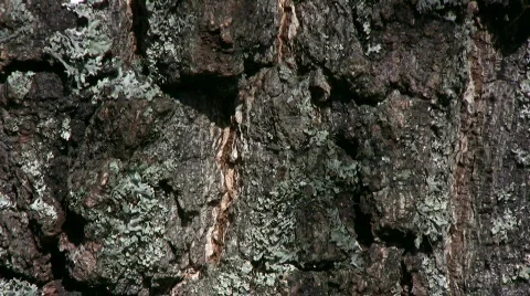 Birch trunk Stock Footage 377558