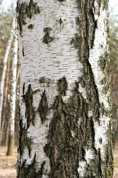 Birch trunk in the forest.Natural background. Birch birch bark. Stock Photos