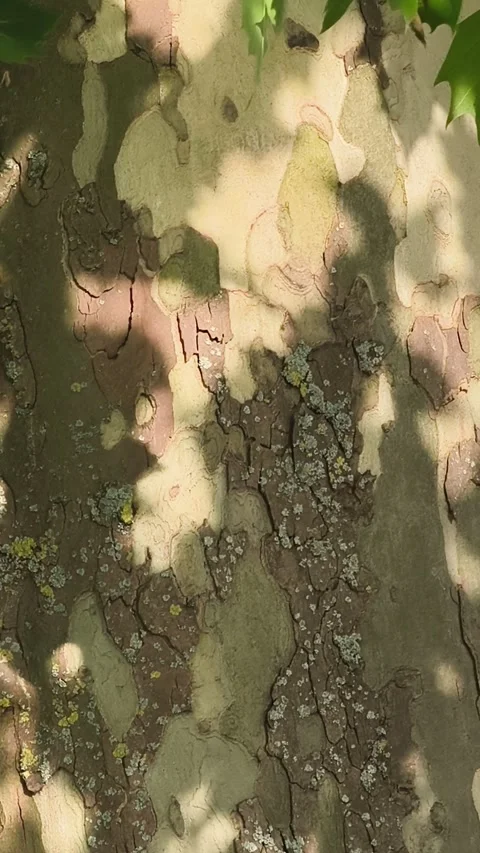 Birch trunk with leaf shadows Stock Footage 336824923