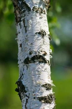 Birch trunk in nature. pattern of birch bark with black birch stripes Foto stock