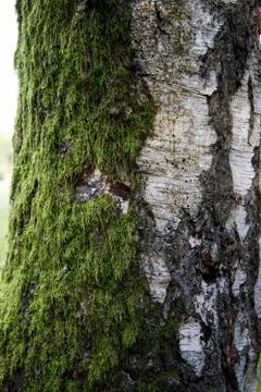 Birch trunk on one side covered with moss close up Stock Photos