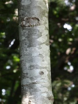 Birch trunk Stock Photos