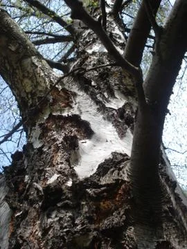 Birch trunk Stock Photos