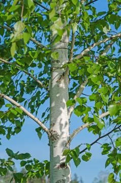 Birch trunk Stock Photos