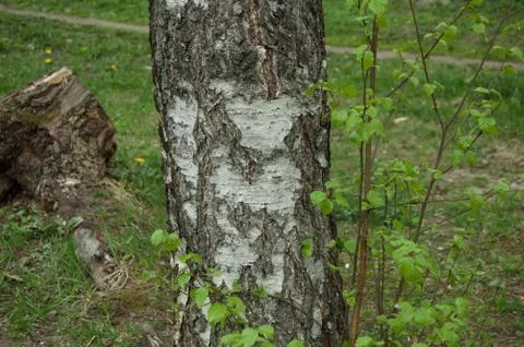 Birch trunk Stock Photos