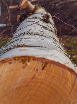 Birch trunk Stock Photos