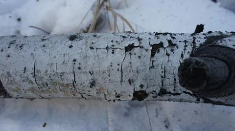 Birch trunk in the snow, tree trunk Stockfoto's