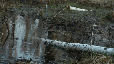 Birch trunk in spring water Vídeo Stock 128547260