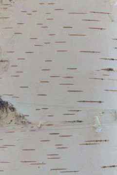 Birch trunk texture closeup Stock Photos