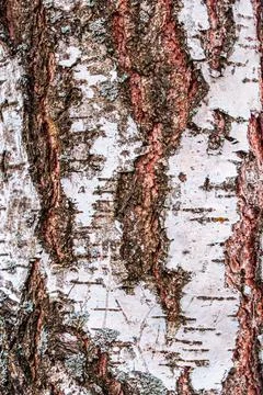 Birch trunk. A tree in the park. Bark black and white background Stock Photos