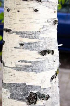 Birch trunk. A tree in the park. Bark black and white background Stock Photos