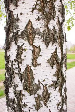 Birch trunk. A tree in the park. Bark black and white background Stock Photos