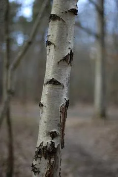  Birch trunk Trunk of a birch tree in the forest of Evreux, in Upper Norma... Stock Photos