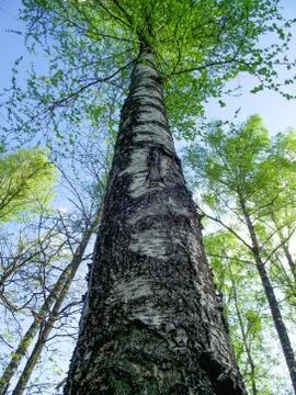 Birch trunk, view of the tree from the bottom up Stock Photos