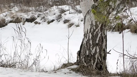 Birch trunk, winter. Close-up. Winter in Russia. Stock Footage 128439298