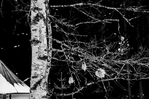 Birch trunk in the winter one Stock Photos