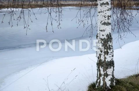 Birch trunk at winter Stock Photos