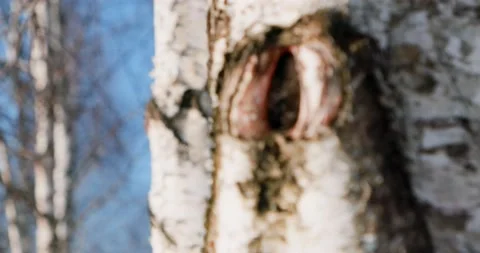 Birch trunk in winter transition in depth of field Video stock 172473896