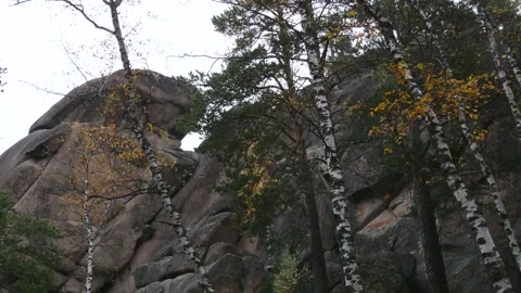Birch trunks against the backdrop of a huge rock. Stock Footage 295703019