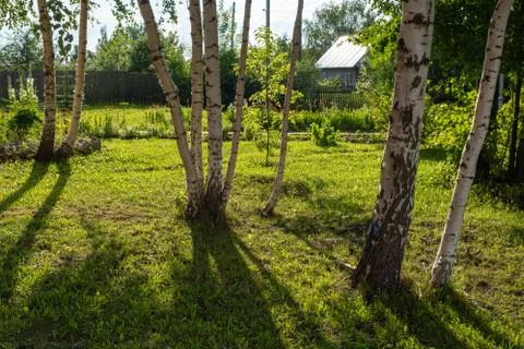 Birch trunks in the back rays of the sun in a small glade. Stock Photos