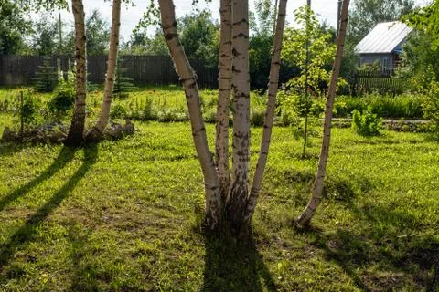 Birch trunks in the back rays of the sun in a small glade. Stock Photos
