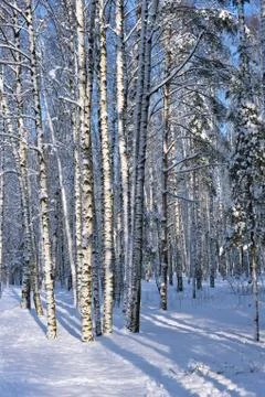 Birch trunks covered with snow Stock Photos