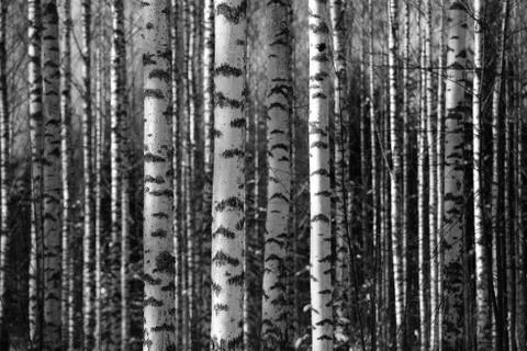 Birch trunks fill the space frame Stock Photos