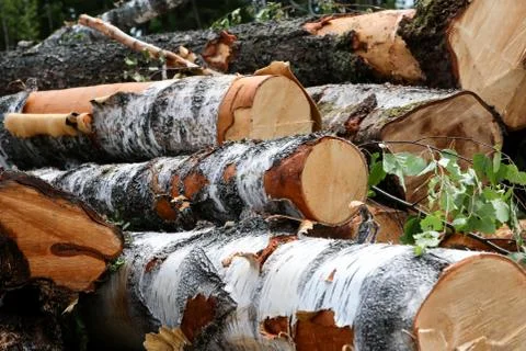 Birch trunks large spilled equal end of a log branch of green leaves close-up Stock Photos
