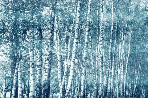 Birch trunks in the park Stock Photos