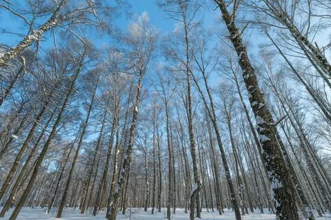 Birch trunks pattern against clear sky perfect for editorial backgrounds and lan 스톡 사진