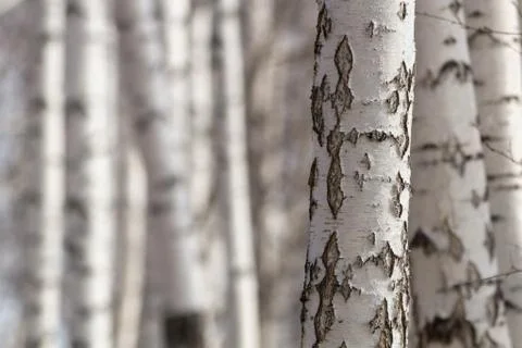 Birch trunks Foto stock