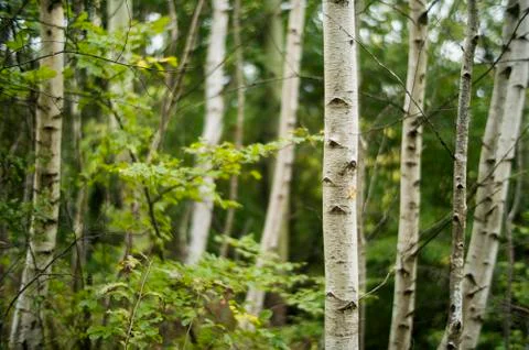 Birch trunks Stock Photos