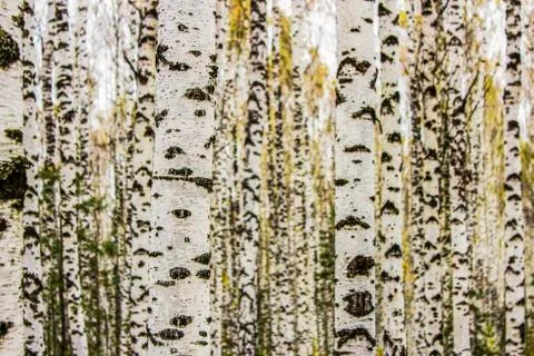 Birch trunks Stock Photos