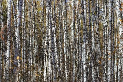 Birch trunks Stock Photos