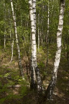 Birch trunks in spring, young green foliage, sun rays among the branches Stock Photos