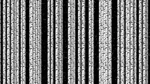 Birch trunks. Trees move slowly from right to left. Stock Footage 141279929