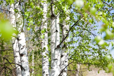 Birch trunks with young foliage Stock Photos