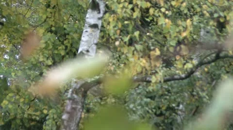 Birch Twig Stock Footage 17531046