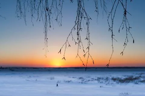 Birch twigs against the background of the setting winter sun Foto stock