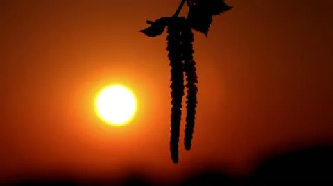 Birch twigs against the sunset sky. Stock Footage 11145936